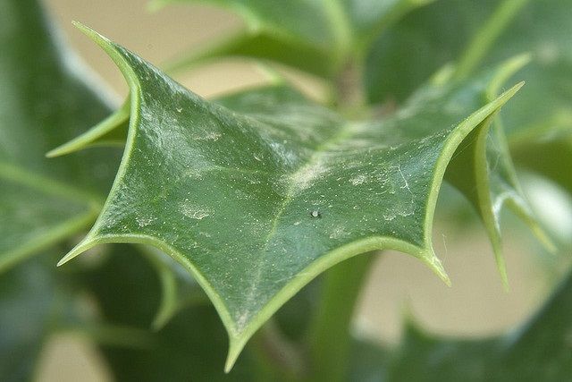 Detalle de las hojas del acebo