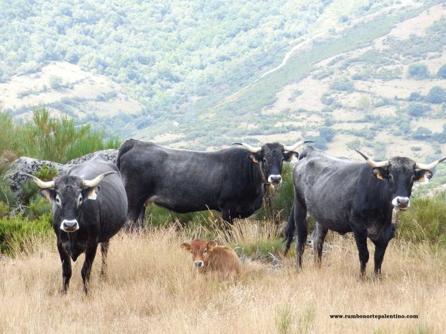Vacas de la raza tudancas en El Golobar