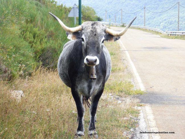 Imagen frontal de una vaca tudanca