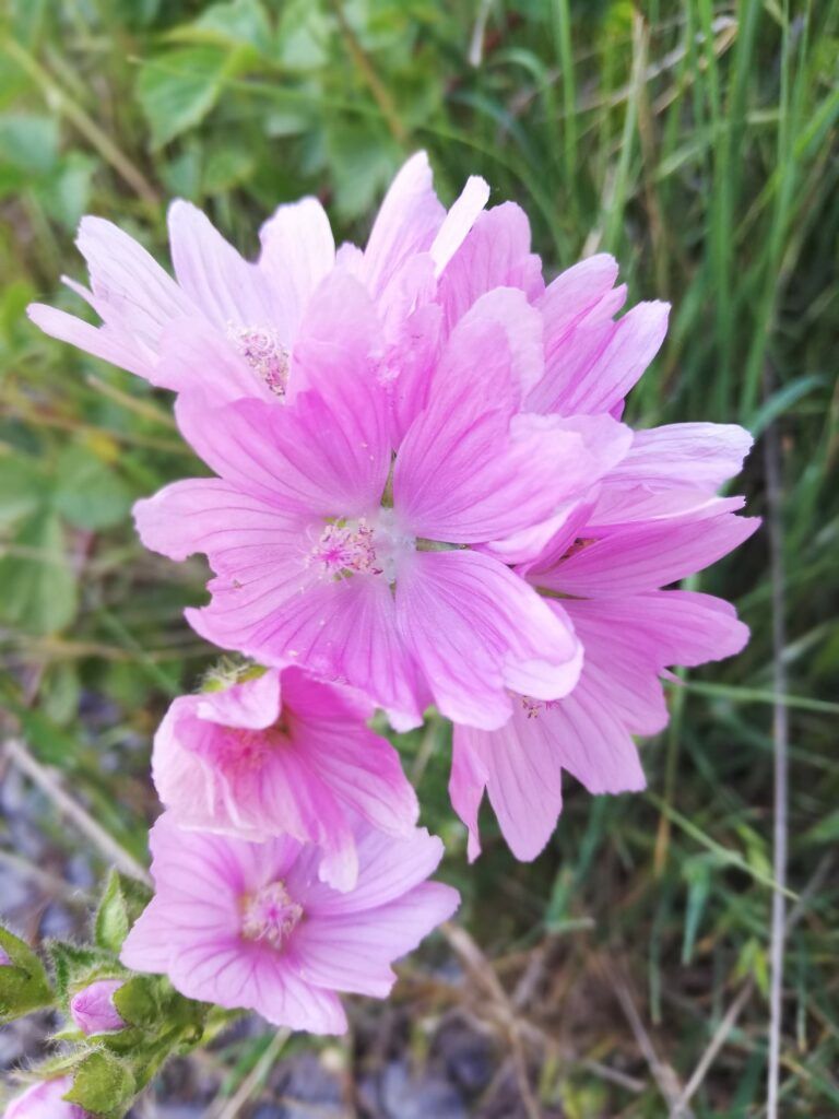 Malva común (conjunto de flores)