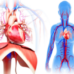 Mejora tu salud cardiovascular con la marcha nórdica