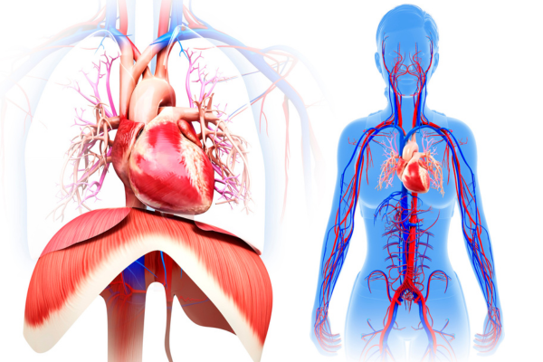 Sistema Cardiovascular