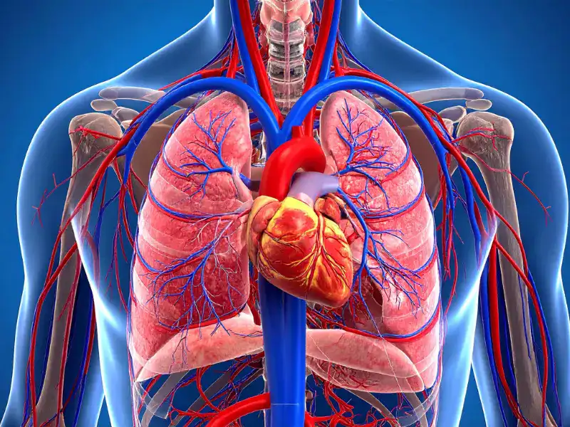 Marcha nórdica y salud cardiovascular