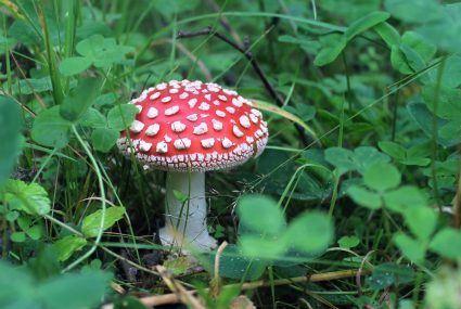 Amanita muscaria
