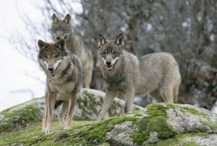 ver lobos en Palencia
