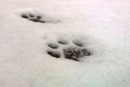 Huellas de animales en la nieve