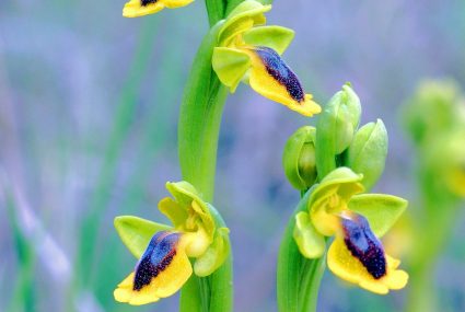 Orquídeas Montaña Palentina (ophrys lutea)