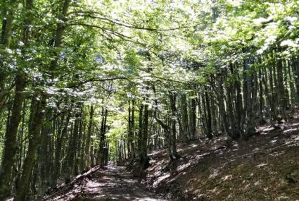 ruta bosques Palencia y Cantabria